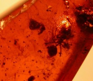 Worker Ant,  Biting Midge in Authentic Dominican Amber Fossil Gemstone 3