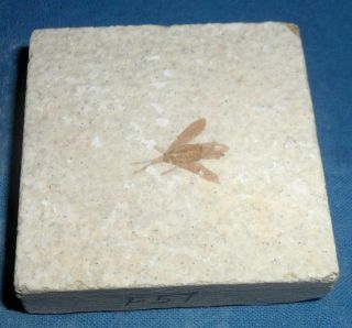 Green River Formation Fossil Bee,  Beetle Or Fly - 50 Million Years Old F57