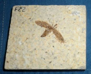 Green River Formation Fossil Bee,  Beetle Or Fly - 50 Million Years Old F22