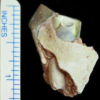 Oreodont Juvenile Lower Tooth,  Merycoidodon Fossil,  Badlands,  S Dakota,  O1160