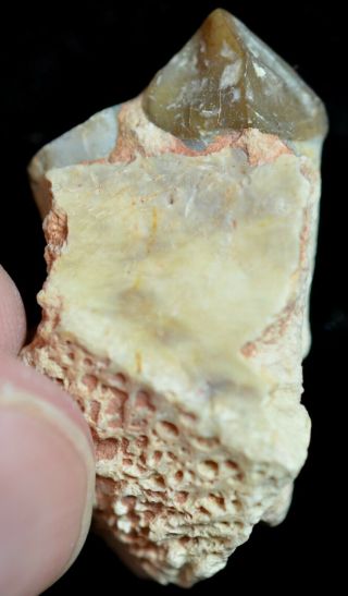Oreodont Juvenile Lower Tooth,  Merycoidodon Fossil,  Badlands,  S Dakota,  O1160 2