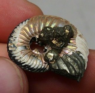 30mm Quenstedtoceras Sp.  Pyrite Ammonite Fossils Fossilien Russia Pendant Pearl