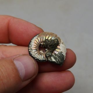 30mm Quenstedtoceras sp.  Pyrite Ammonite Fossils Fossilien Russia Pendant Pearl 2