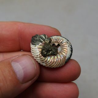 30mm Quenstedtoceras sp.  Pyrite Ammonite Fossils Fossilien Russia Pendant Pearl 3