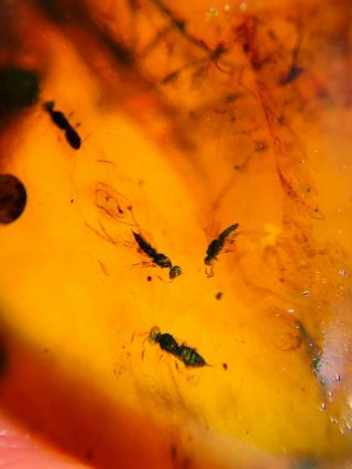 Hymenoptera Wasp Bee Nest Burmite Myanmar Burma Amber Insect Fossil Dinosaur Age
