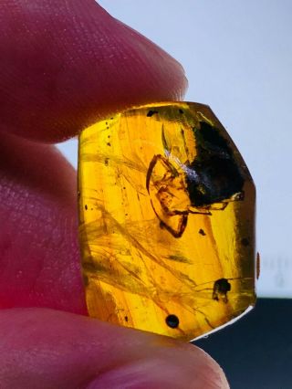 2.  55g Unknown Bug On Plant Burmite Myanmar Amber Insect Fossil Dinosaur Age