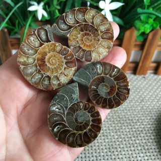51g 2pairs Of Small Split Ammonite Specimen Shell Healing Madagascar Ps2324
