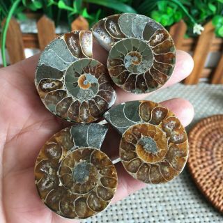 50g 2pairs Of Small Split Ammonite Specimen Shell Healing Madagascar Ps2324