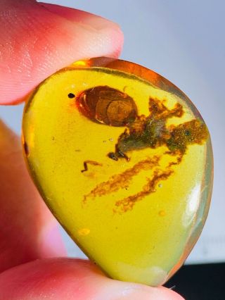4.  07g Unknown Items Burmite Myanmar Burmese Amber Insect Fossil Dinosaur Age