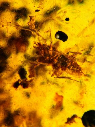 Unknown Bug In Sands Burmite Myanmar Burmese Amber Insect Fossil Dinosaur Age