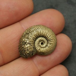 26mm Quenstedtoceras Pyrite Ammonite Fossils Fossilien Russia Pendant Gold