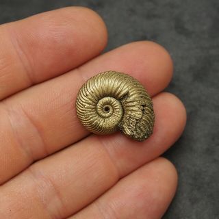 26mm Quenstedtoceras Pyrite Ammonite Fossils Fossilien Russia pendant Gold 2