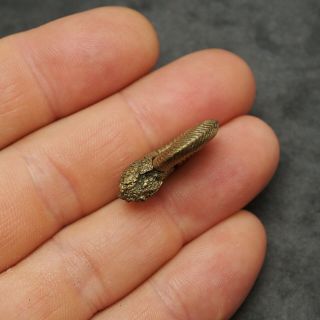 26mm Quenstedtoceras Pyrite Ammonite Fossils Fossilien Russia pendant Gold 3