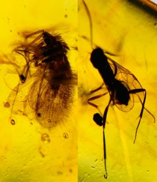 Neuroptera Spongillafly&wasp Burmite Myanmar Amber Insect Fossil Dinosaur Age