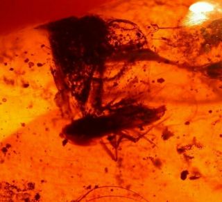 Large Homopteran Insect In Burmese Burmite Amber Fossil Gemstone Dinosaur Age