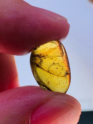 0.  5g Unknown Bug Wings Burmite Myanmar Burmese Amber Insect Fossil Dinosaur Age