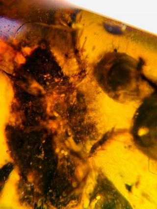 Unknown Bug&plant Spore Burmite Myanmar Burmese Amber Insect Fossil Dinosaur Age