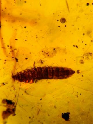 Diplopoda Millipede Burmite Myanmar Burma Amber Insect Fossil Dinosaur Age