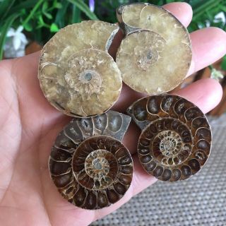 51g 2pairs Of Small Split Ammonite Specimen Shell Healing Madagascar Ps2314