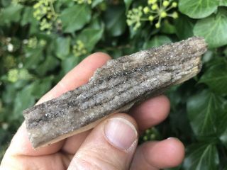 Reilly’s Rocks: Druzy Quartz,  Smoky Quartz On Arizona Petrified Wood,  54 Grams
