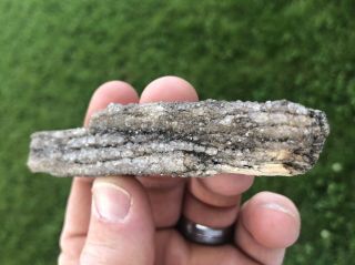REILLY’S ROCKS: Druzy Quartz,  Smoky Quartz On Arizona Petrified Wood,  54 Grams 2