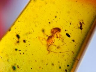 Arachnida Spider&thrip Burmite Myanmar Burmese Amber Insect Fossil Dinosaur Age