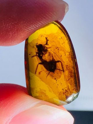 0.  8g adult cockroach Burmite Myanmar Burmese Amber insect fossil dinosaur age 2