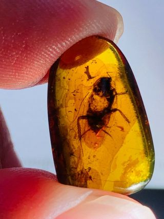 0.  8g adult cockroach Burmite Myanmar Burmese Amber insect fossil dinosaur age 3