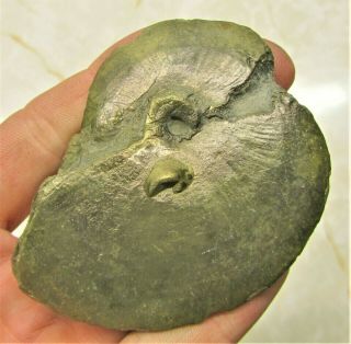 Stunning Big Oxynoticeras Pyrite Ammonite 75 Mm Jurassic Coast Fossil Uk Mineral