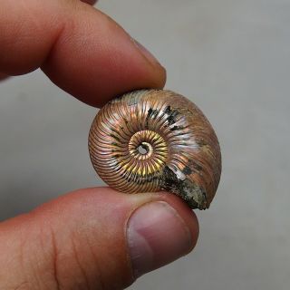 32mm Quenstedtoceras Sp.  Pyrite Ammonite Fossils Fossilien Russia Pendant Pearl