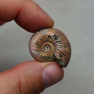 32mm Quenstedtoceras sp.  Pyrite Ammonite Fossils Fossilien Russia Pendant Pearl 2