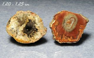 Pair Polished Petrified Wood Conifer Fossilized Madagascar Fossil