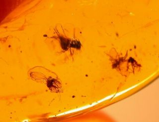 4 Flies In Authentic Dominican Amber Fossil Gemstone