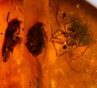 Spider&2 Unknown Beetle Burmite Myanmar Burmese Amber Insect Fossil Dinosaur Age