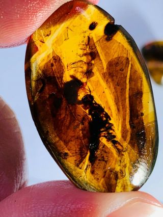 2.  86g Plant&mineral Burmite Myanmar Burmese Amber Insect Fossil Dinosaur Age