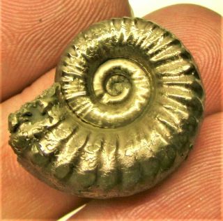 Stunning Large Golden Microderoceras 23 Mm Jurassic Pyrite Ammonite Fossil Uk