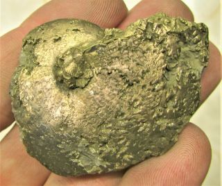 Stunning Oxynoticeras Pyrite Ammonite 53 Mm Jurassic Coast Fossil Uk Minerals