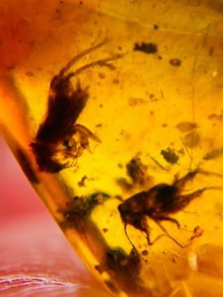 2 Orthoptera Crickets Burmite Myanmar Burmese Amber Insect Fossil Dinosaur Age