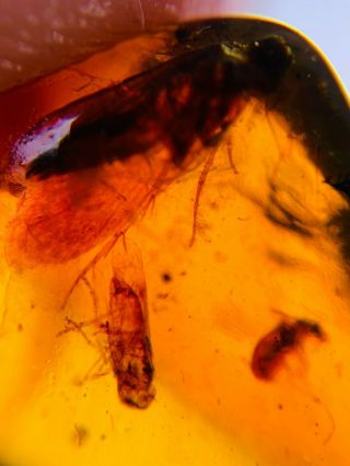 Beetle&cicada&unknown Fly Burmite Myanmar Burma Amber Insect Fossil Dinosaur Age