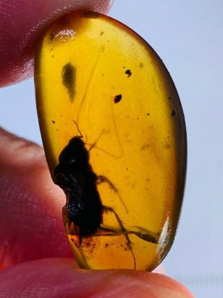 2.  4g Big Adult Roach Burmite Myanmar Burmese Amber Insect Fossil Dinosaur Age