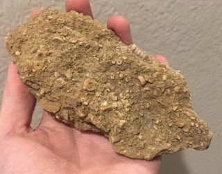 Texas Fossil Crinoid Plate Pennsylvanian Trilobite Age