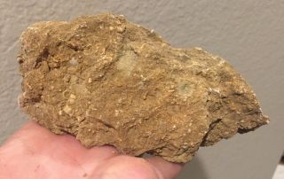 Texas Fossil Crinoid Plate Pennsylvanian Trilobite Age 2