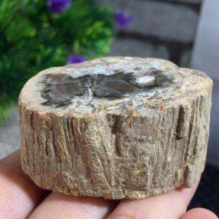 74g Polished Petrified Wood Crystal Slice Madagascar A149
