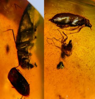 2 Beetle&diptera Fly Burmite Myanmar Burmese Amber Insect Fossil Dinosaur Age