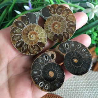 50g 2pairs Of Small Split Ammonite Specimen Shell Healing Madagascar Ps2239