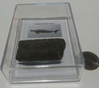 Real Fossilized Dugong Rib Bone In Display Case