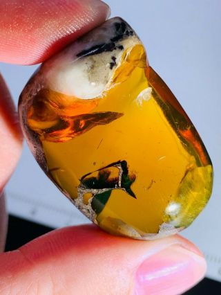 12.  5g White Stone Grow In Amber Burmite Myanmar Amber Insect Fossil Dinosaur Age