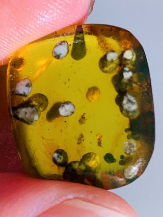 2.  1g 3 Spider&many Plant Spores Burmite Myanmar Amber Insect Fossil Dinosaur Age