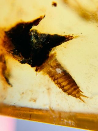 Coleoptera Beetle Larva Burmite Myanmar Burma Amber Insect Fossil Dinosaur Age