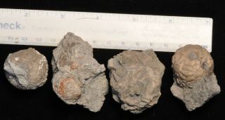 Fossil Crinoid Calyxes - Dolatocrinus Sp From Michigan